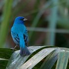 Indigofink - Indigo Bunting (Passerina cyanea)