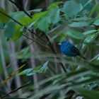 Indigofink - Indigo Bunting (Passerina cyanea)