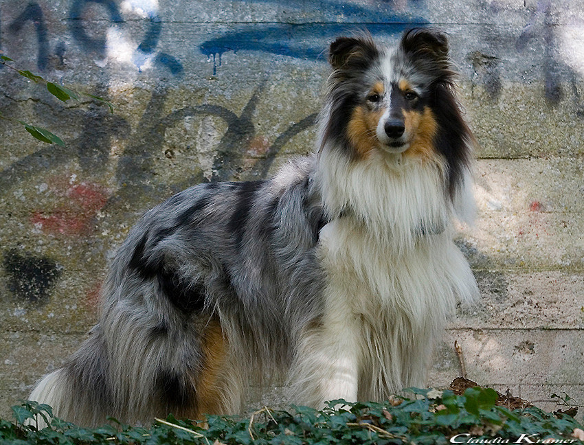 Indira im Wald