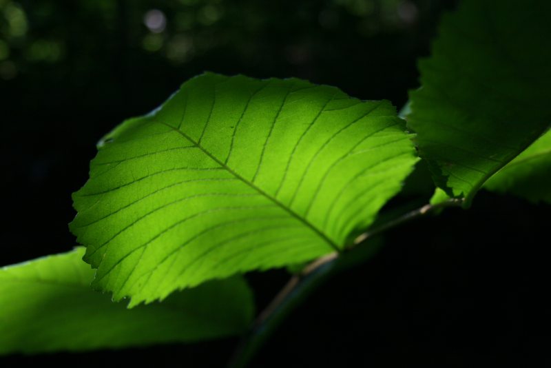 indirektes Licht durch ein Blatt