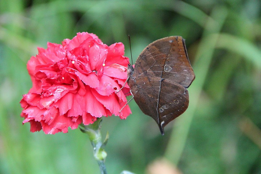 Indische Blatt, Kallima inachus, im alaris Schmetterlingspark in Buchholz in der Nordheide