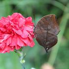 Indische Blatt, Kallima inachus, im alaris Schmetterlingspark in Buchholz in der Nordheide