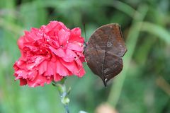 Indische Blatt, Kallima inachus, im alaris Schmetterlingspark in Buchholz in der Nordheide