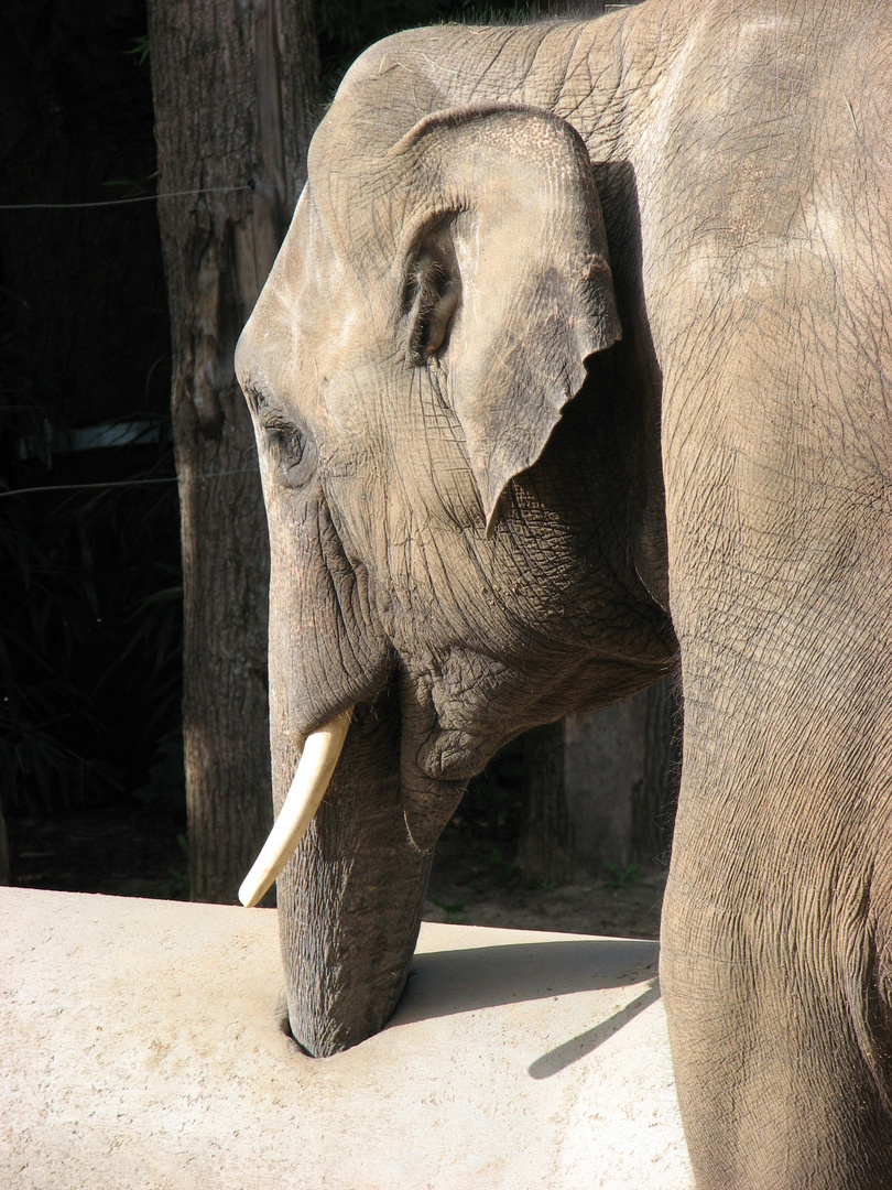 Indische Elefant