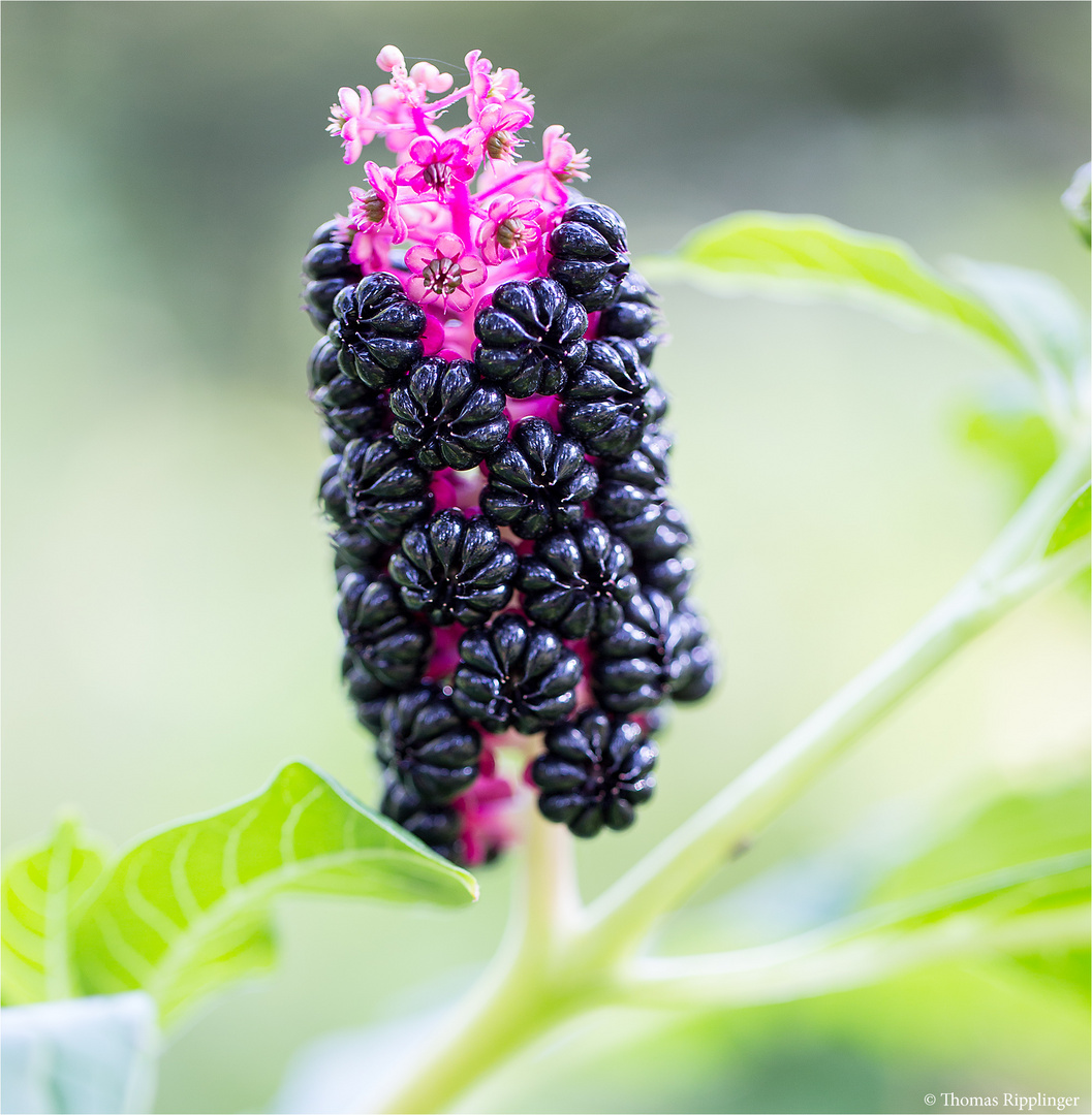 Indische Kermesbeere (Phytolacca acinosa) ? Foto &amp; Bild | pflanzen ...