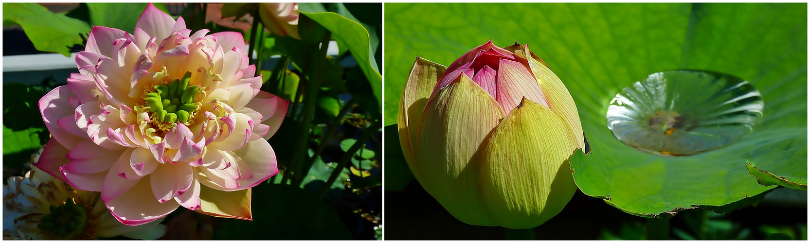 Indische Lotosblüte.