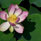 Indische Lotosblume „Nelumbo nucifera“