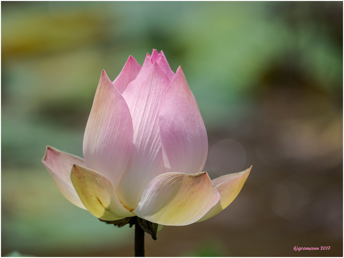 Indische Lotosblume (Nelumbo nucifera).......