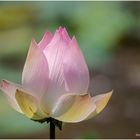 Indische Lotosblume (Nelumbo nucifera).......