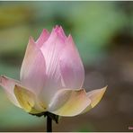 Indische Lotosblume (Nelumbo nucifera).......