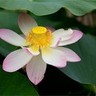 Indische Lotosblume (Nelumbo nucifera)