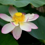 Indische Lotosblume (Nelumbo nucifera)