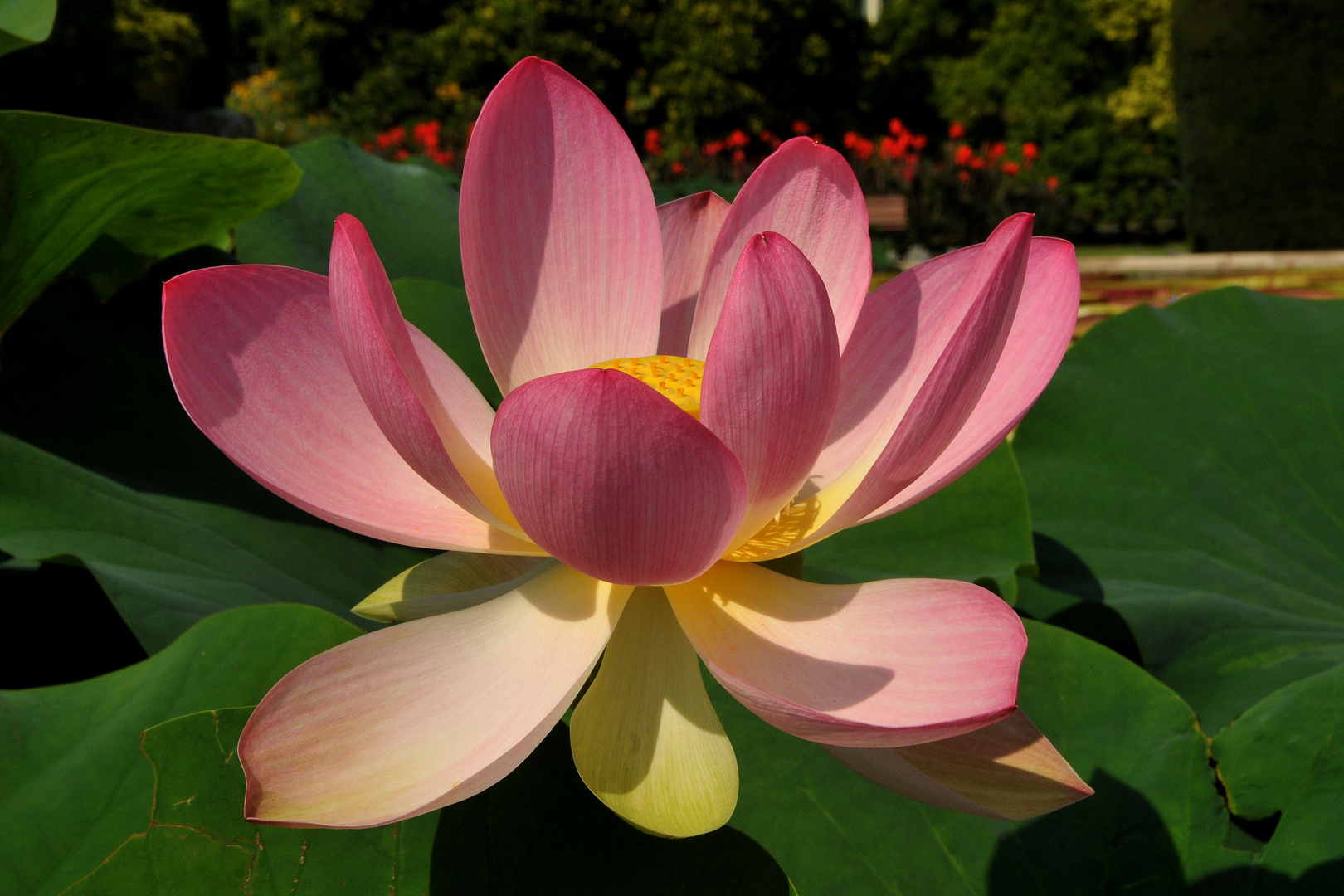 Indische Lotosblume „Nelumbo nucifera“