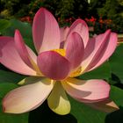 Indische Lotosblume „Nelumbo nucifera“