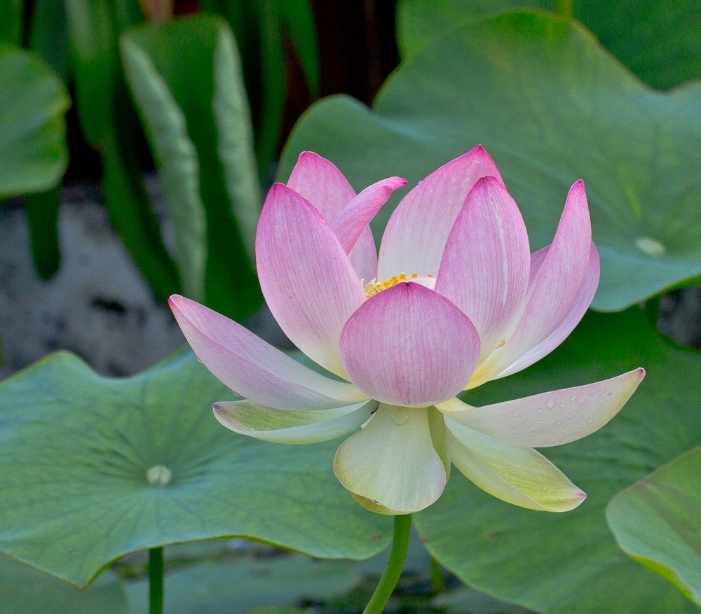 Indische Lotusblume 2 Foto & Bild | jahreszeiten, sommer ...