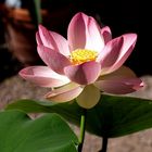 Indische Lotusblume
