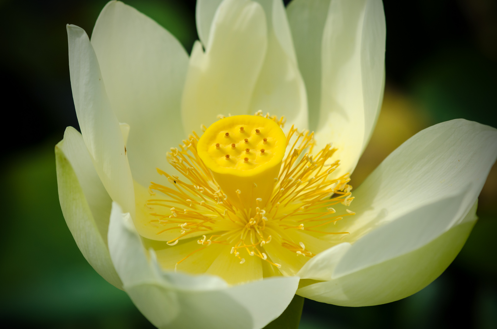 indische Lotusblume