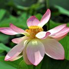 Indische Lotusblume (Nelumbo nucifera) im Arboretum Ellerhoop