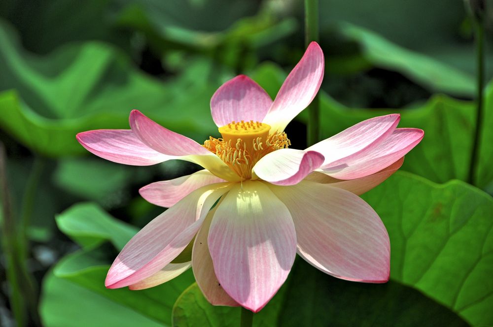 Indische Lotusblume (Nelumbo nucifera) im Arboretum Ellerhoop