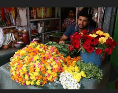 indische Mittwochsblümchen