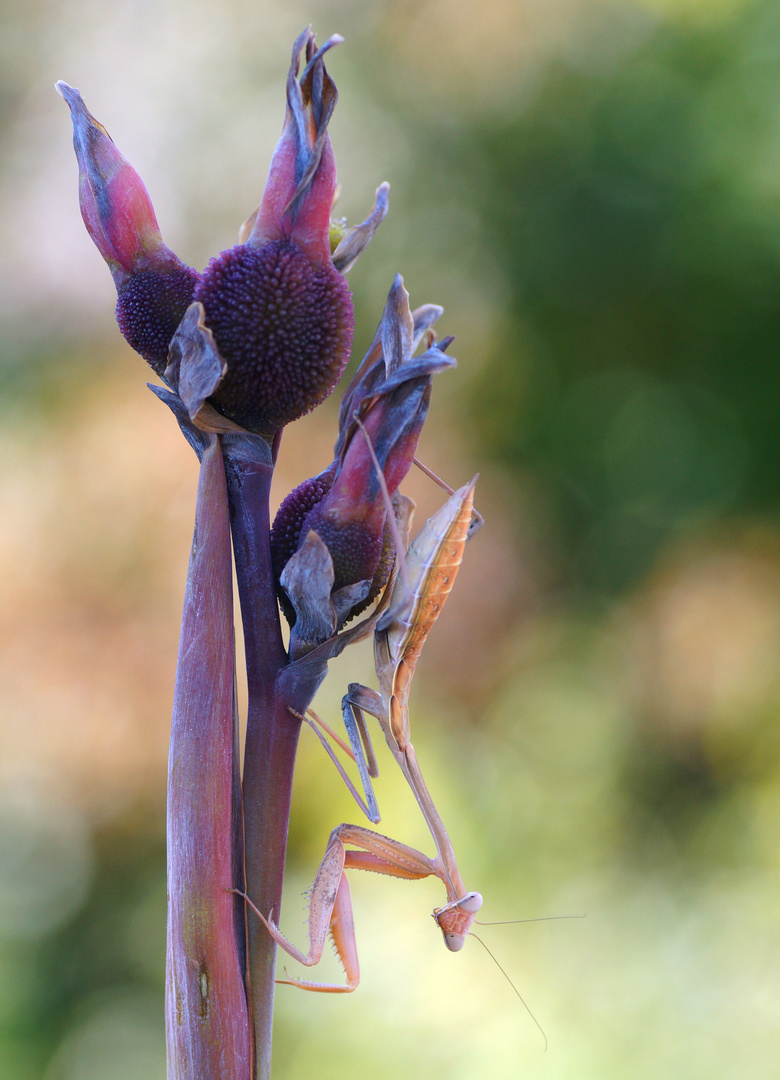 Indische Riesengottesanbeterin (Hierodula membranacea)