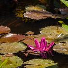 Indische Rote Seerose