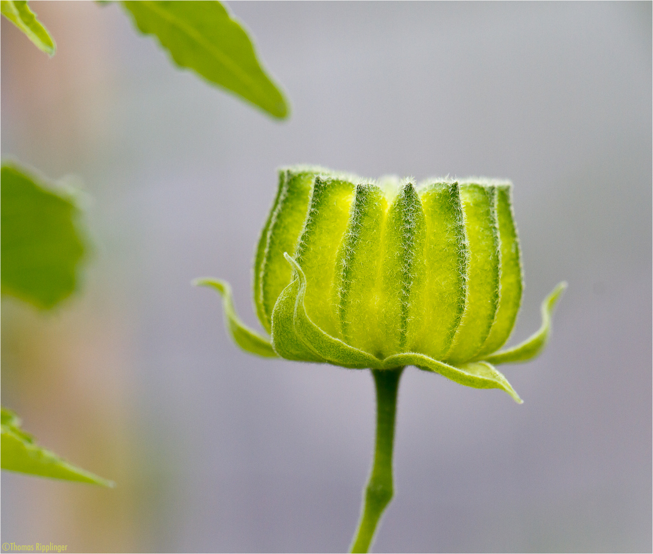 Indische Samtpappel (Abution indicum)