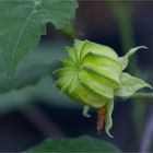 Indische Samtpappel (Abution indicum).