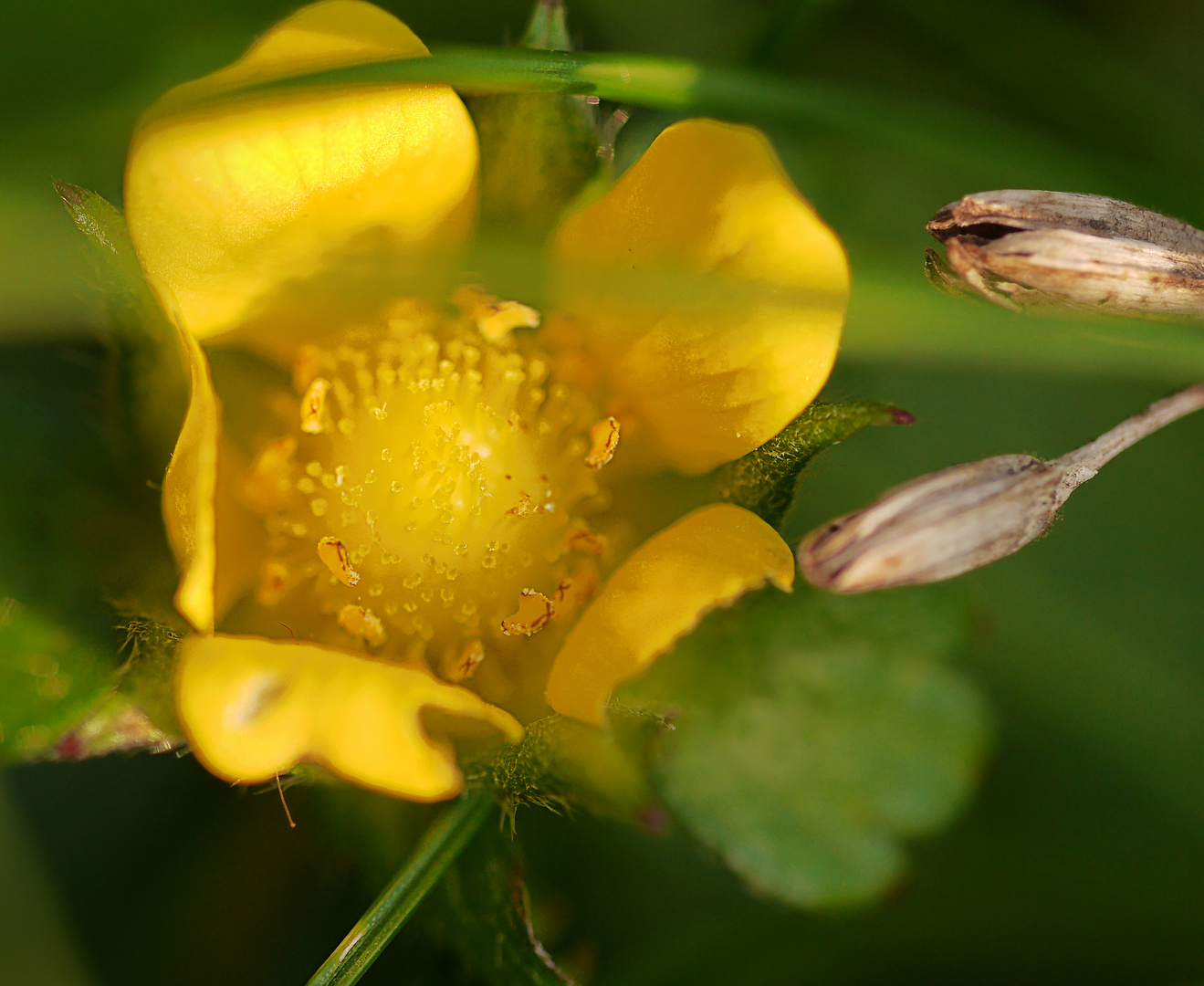 indische Scheinerdbeere Foto &amp; Bild | pflanzen, pilze &amp; flechten ...