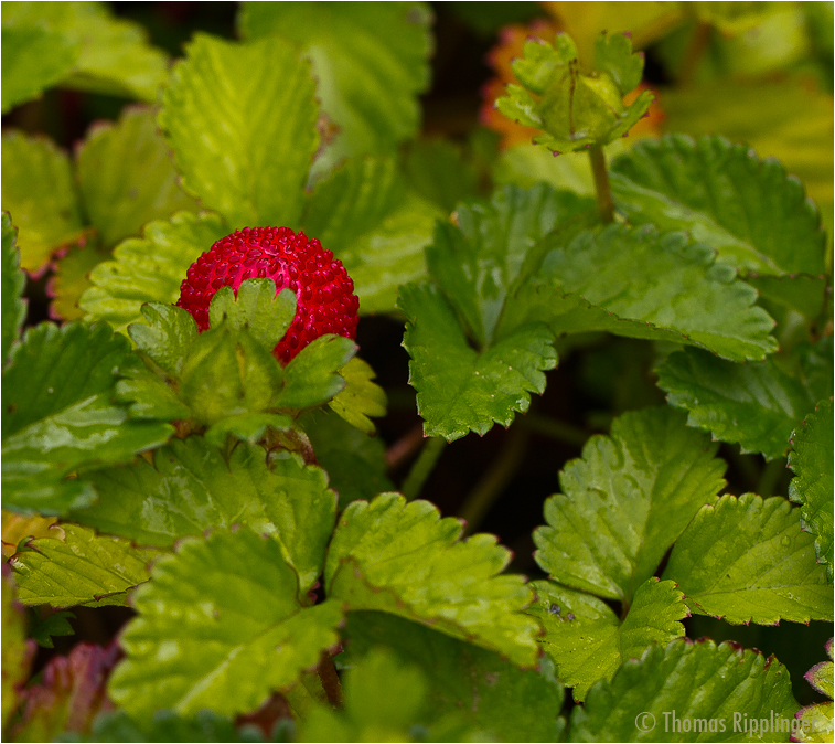 Indische Scheinerdbeere (Potentilla indica).