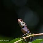 Indische Schönechse im Balzkleid, Männchen