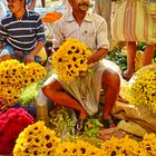 indische Sonnenblumen