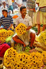 indische Sonnenblumen