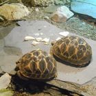 indische Sternschildkröten.