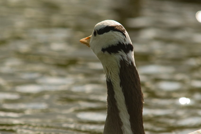 Indische Streifengans am Kieler Schreventeich