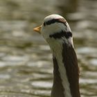 Indische Streifengans am Kieler Schreventeich