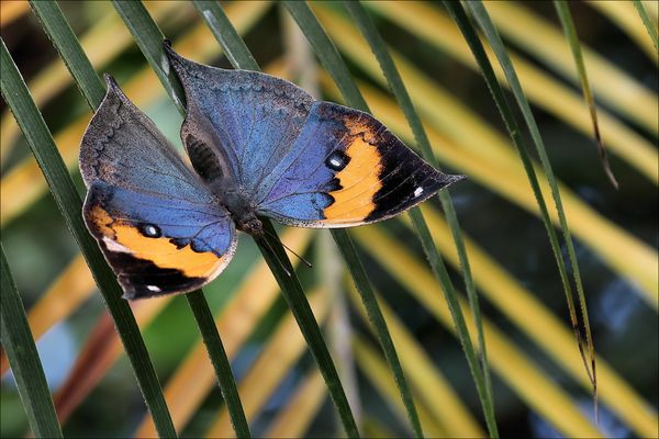 Indischer Blattfalter