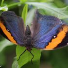 Indischer Blattschmetterling