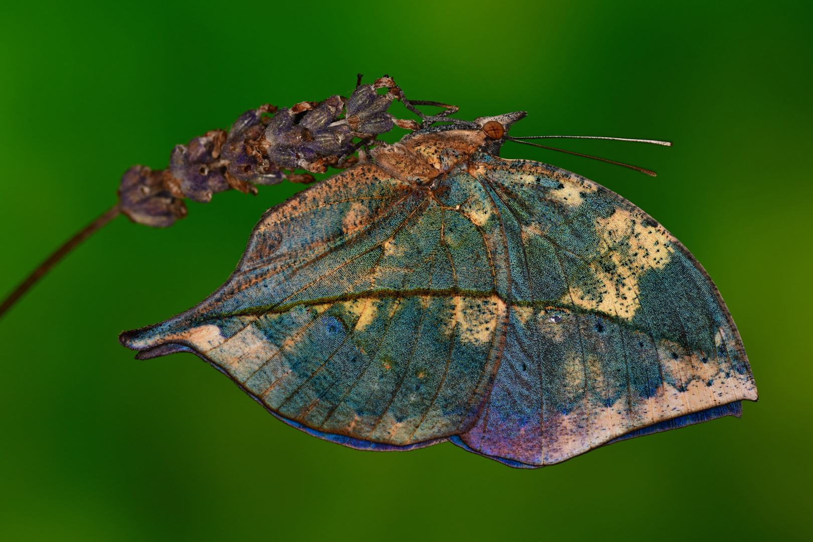 Indischer Blattschmetterling #4