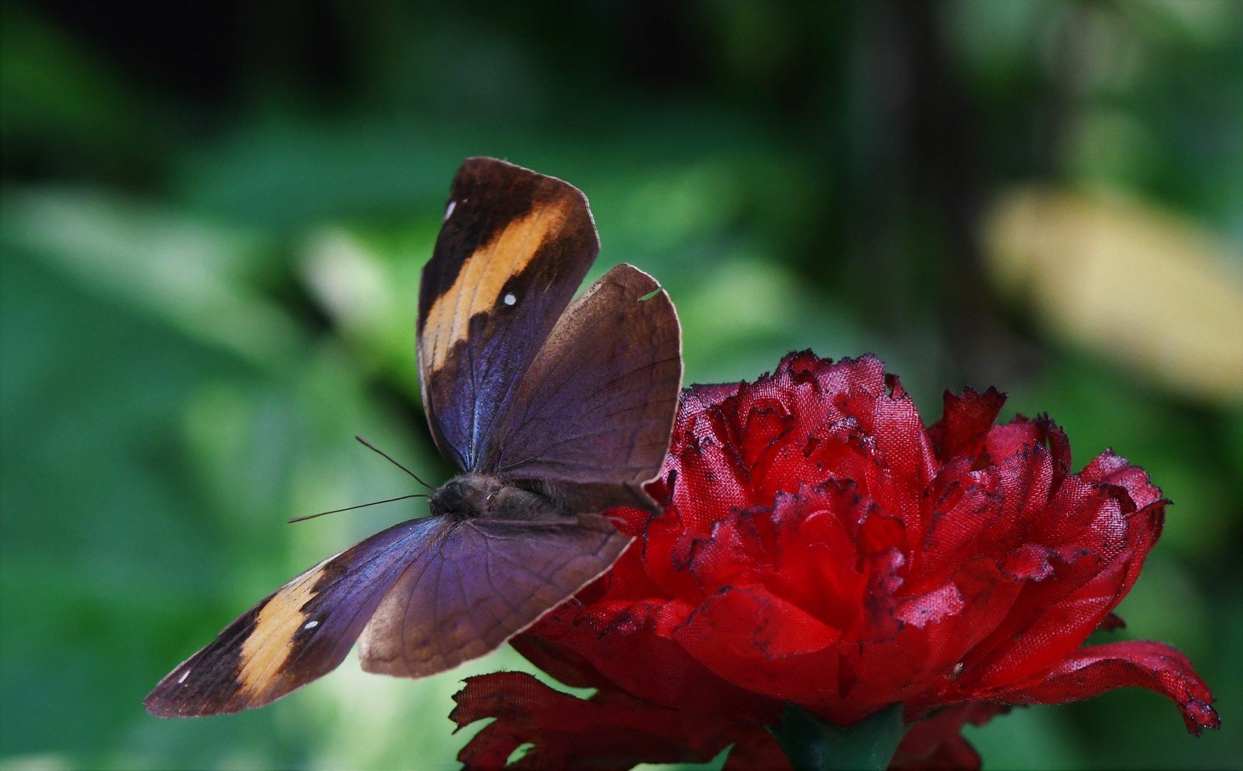 Indischer Blattschmetterling