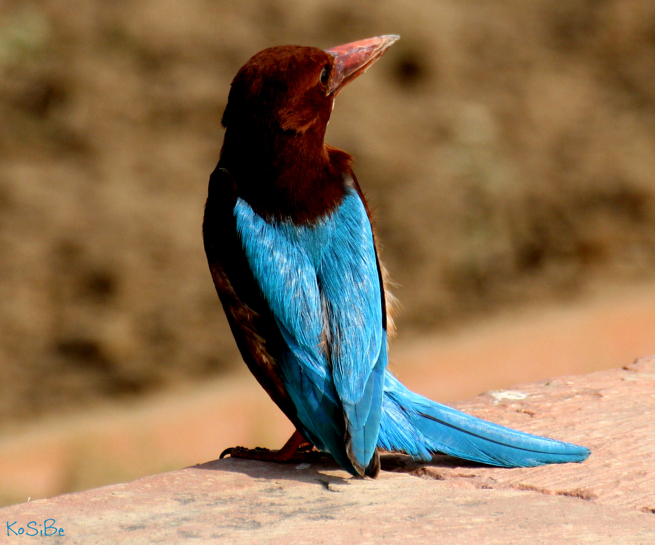 Indischer Eisvogel oder...