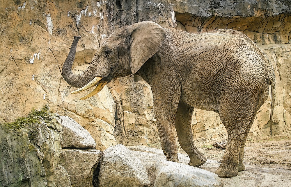 Indischer Elefant