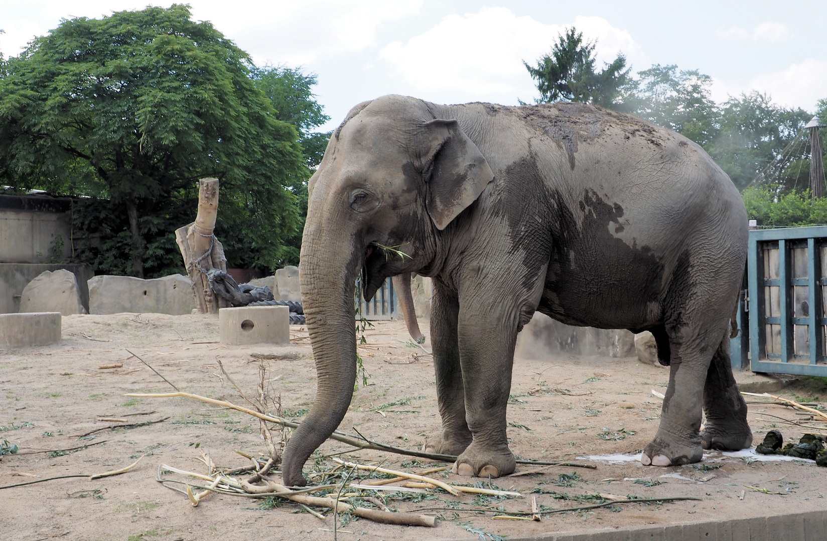 Indischer Elefant