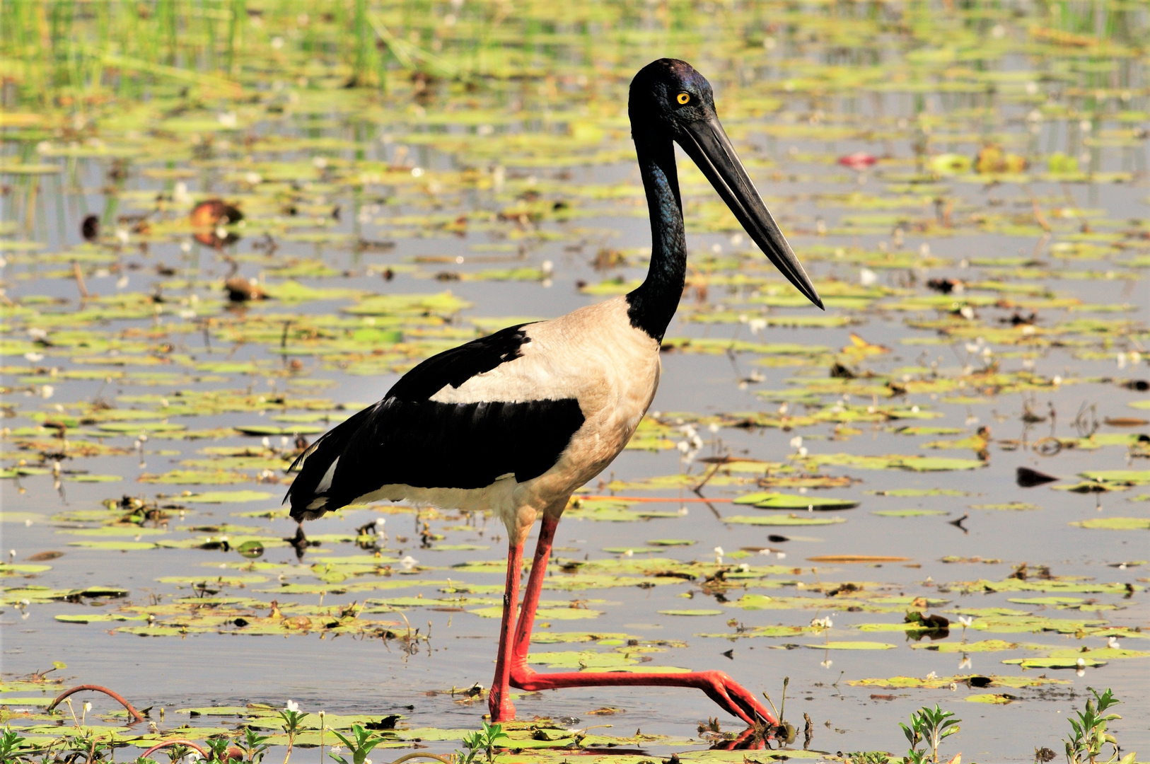 Indischer Großstorch auf der Pirsch