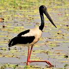 Indischer Großstorch auf der Pirsch