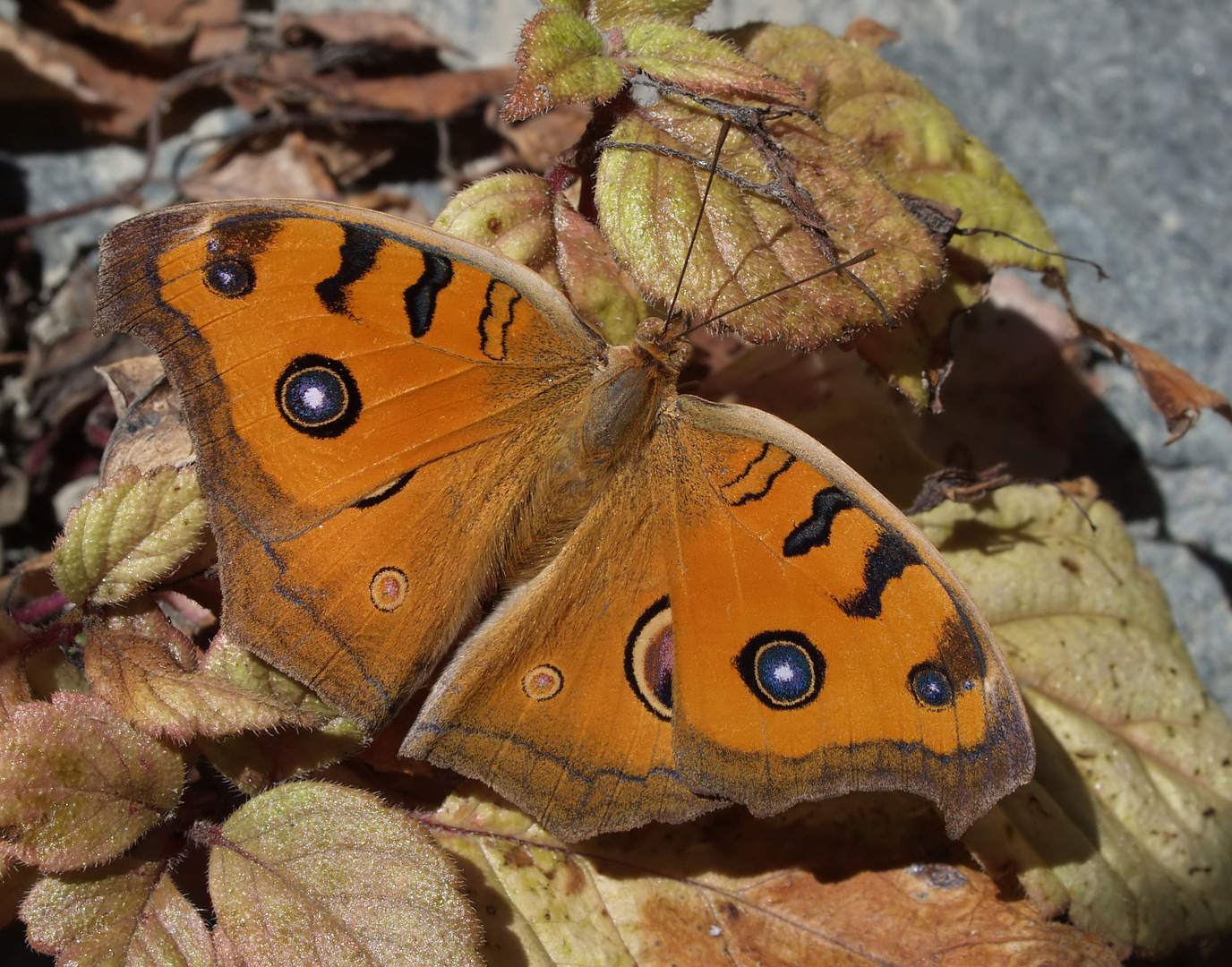 "Indischer Herbst"