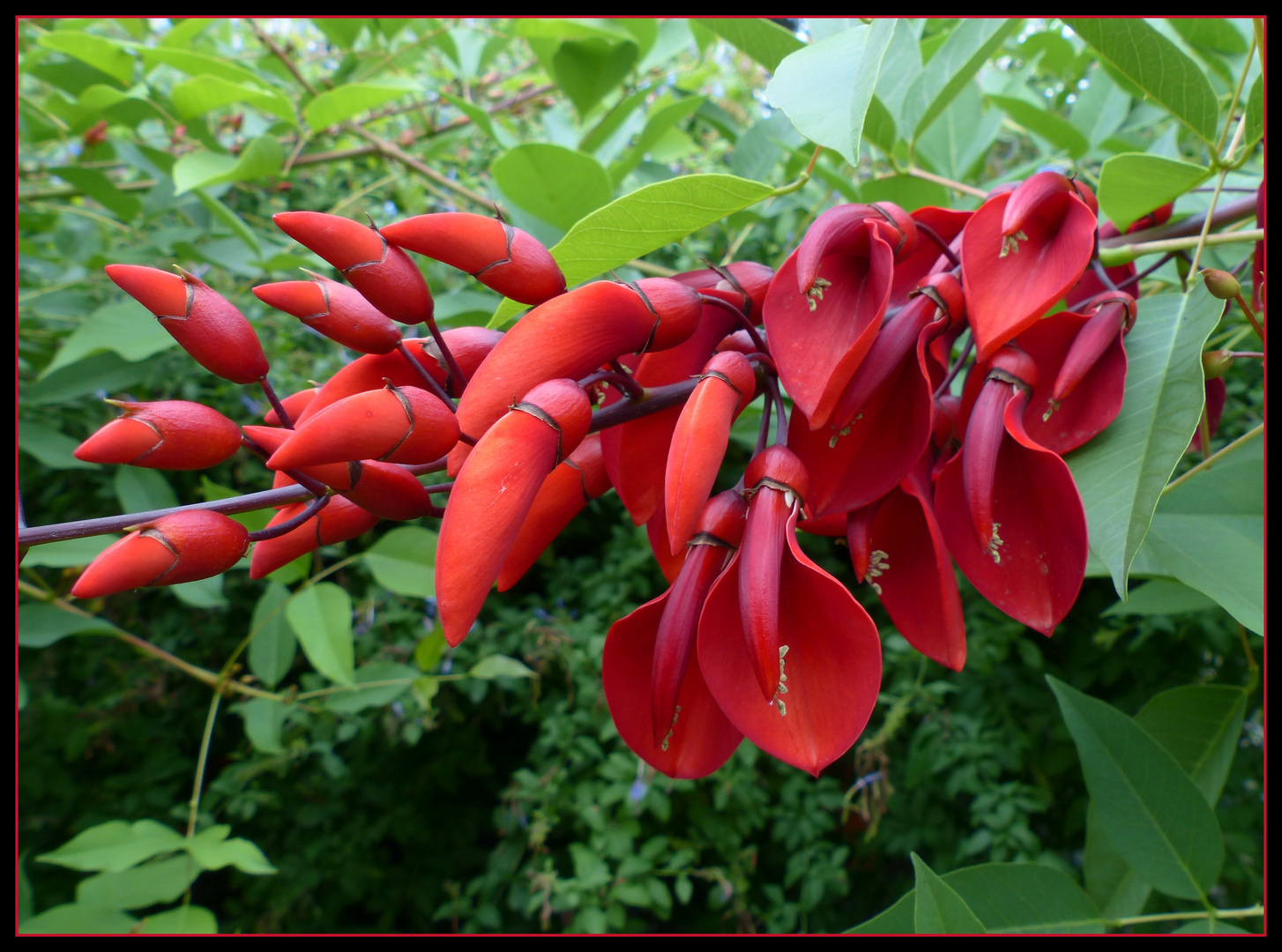 Indischer Korallenbaum (Erythrina variegata)