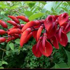 Indischer Korallenbaum (Erythrina variegata)