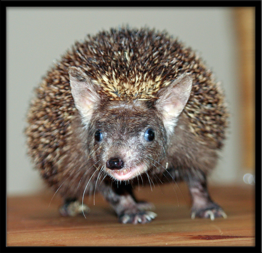 Indischer Langohrigel (Hemiechinus collaris)