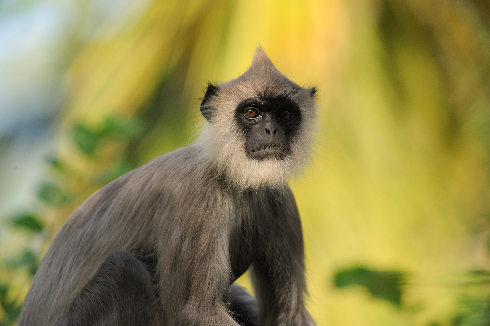 Indischer Langur